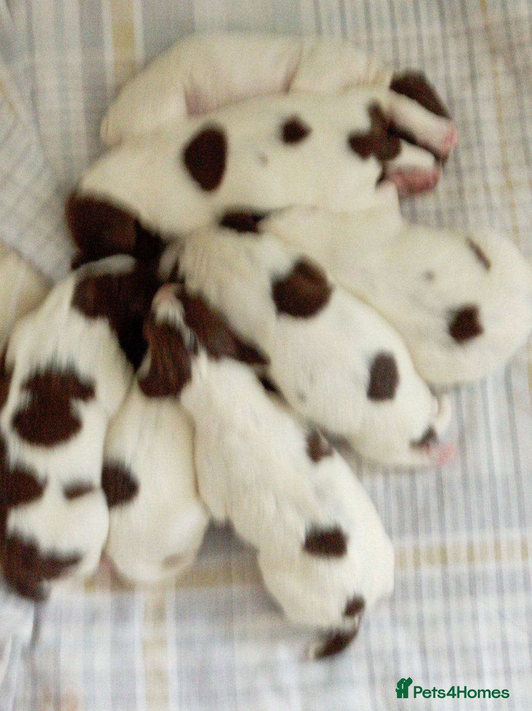 English Springer Spaniel dogs for sale: KC Reg English Springer Spaniels - 2 girls left - Advert 14