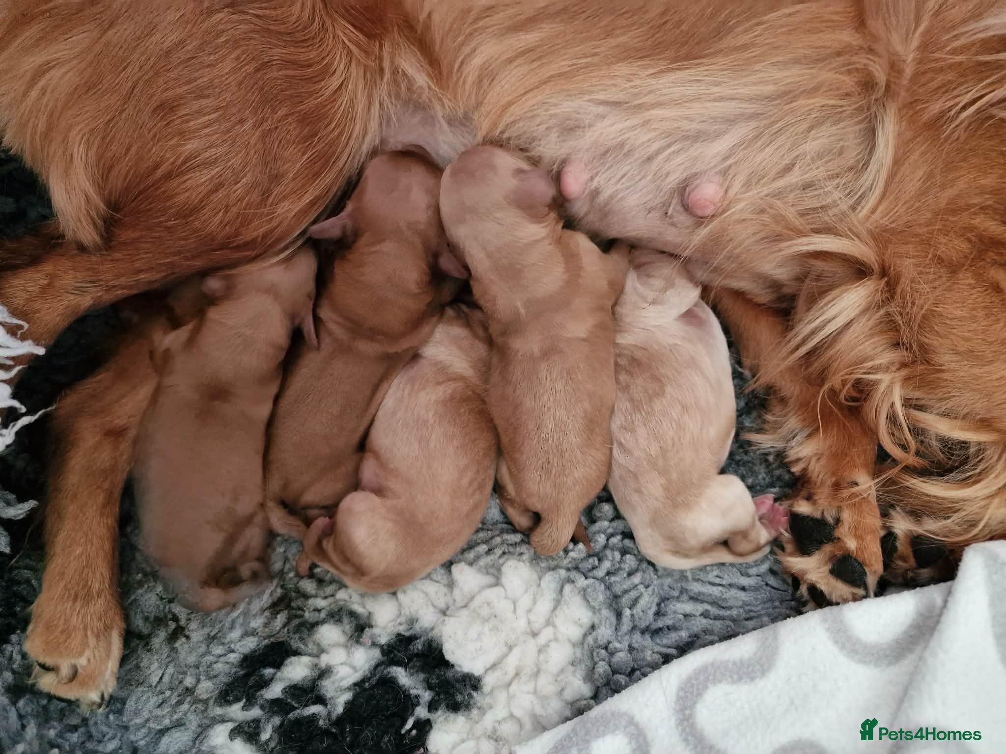 Cavapoo dogs Superb Cavapoo boys and girl - Advert 7