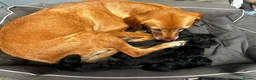 Borador dogs for sale: Gorgeous Borador Pups Looking For Forever Home - Advert 9