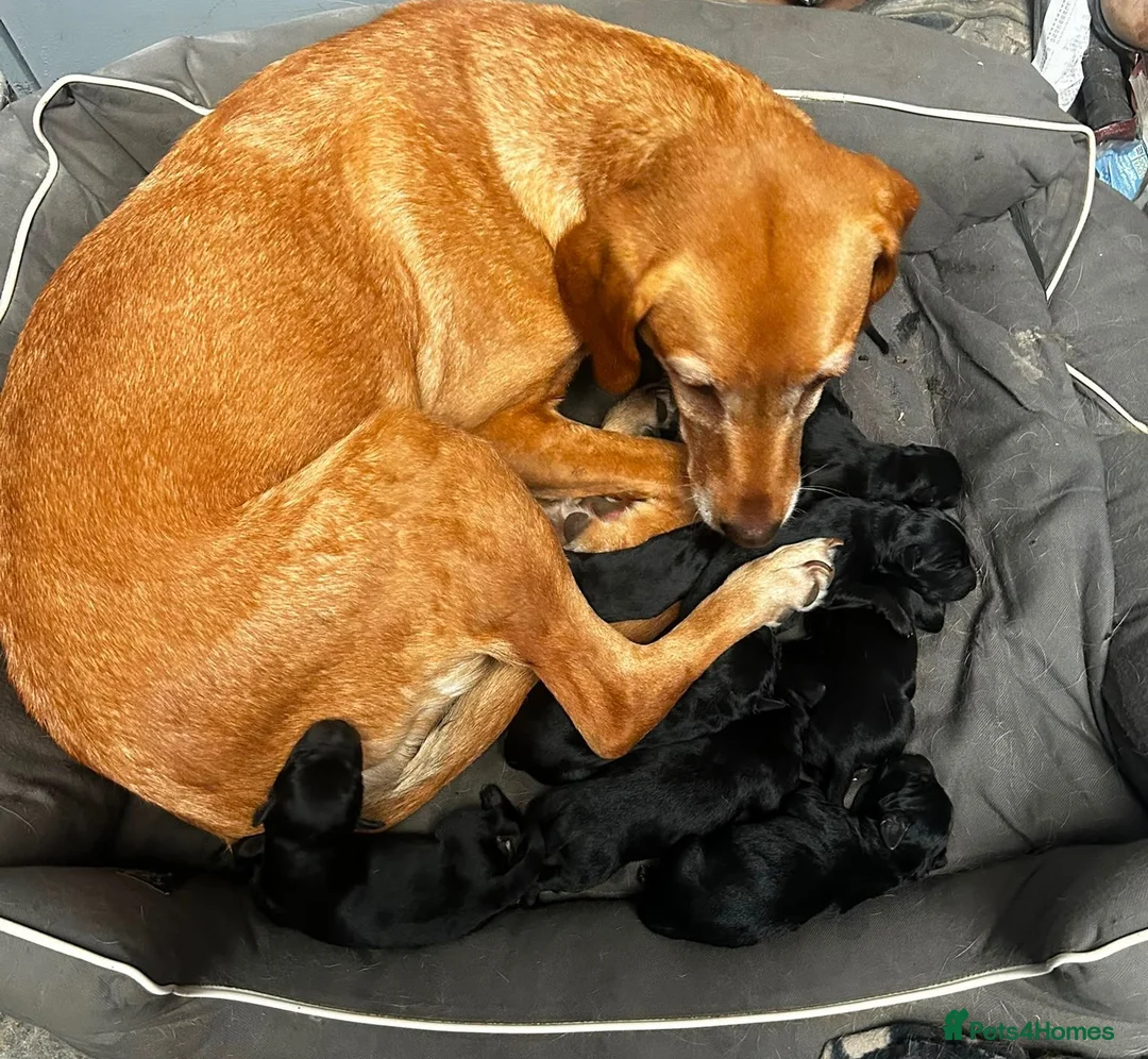 Borador dogs for sale: Gorgeous Borador Pups Looking For Forever Home - Advert 9