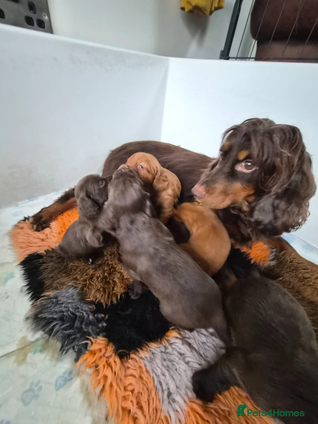 Cocker Spaniel dogs for sale: KC Registered Working Cocker Spaniels - Advert 2