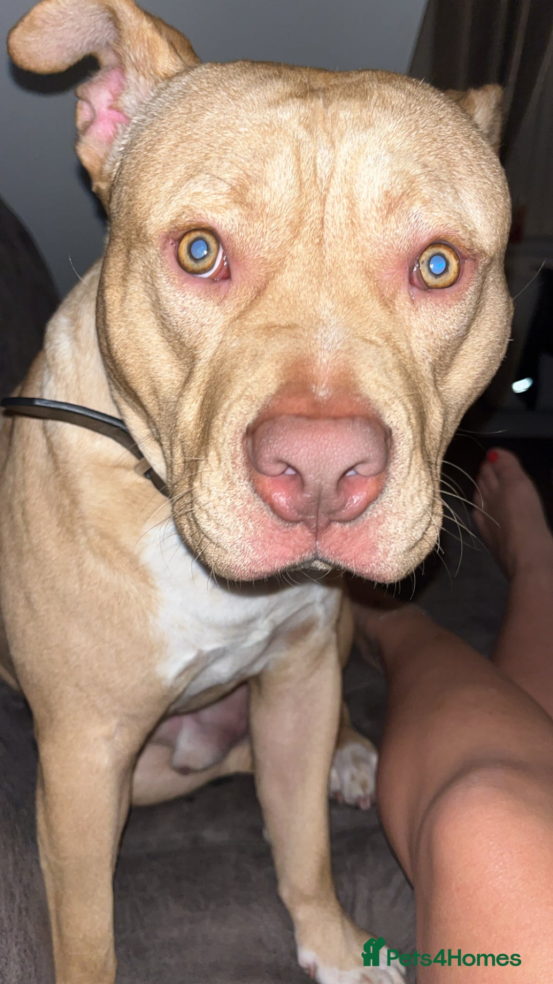 Staffordshire Bull Terrier dogs for stud: Bailey for stud - Advert 2