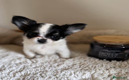 Chihuahua dogs for sale: One left! KC Reg Chihuahua Puppies-  Ready Now - Image 7