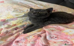 British Shorthair cats for sale: Male British shorthair kitten  - Image 8