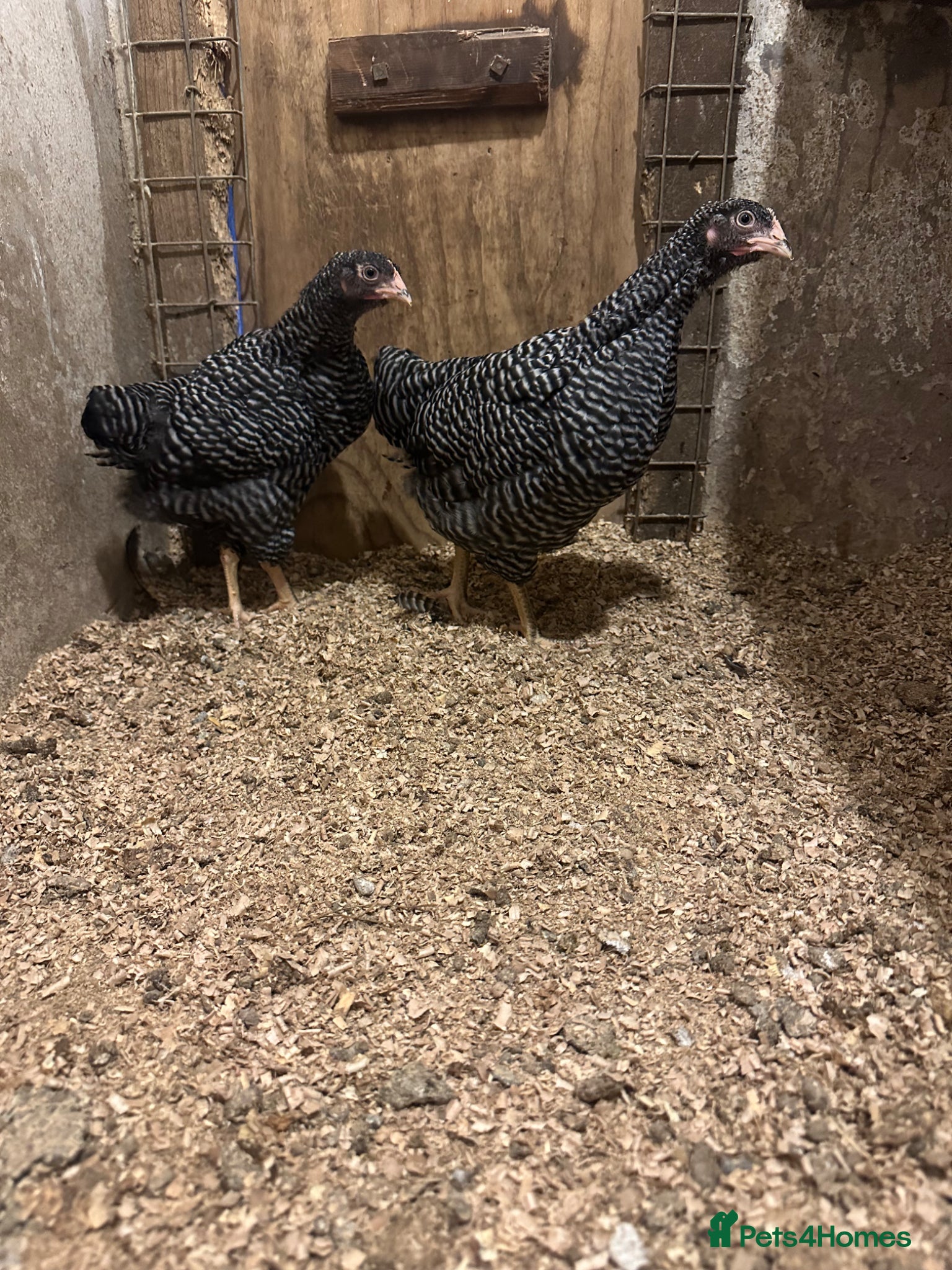 Chickens poultry 2 Barred Plymouth Rock pullets - Advert 13