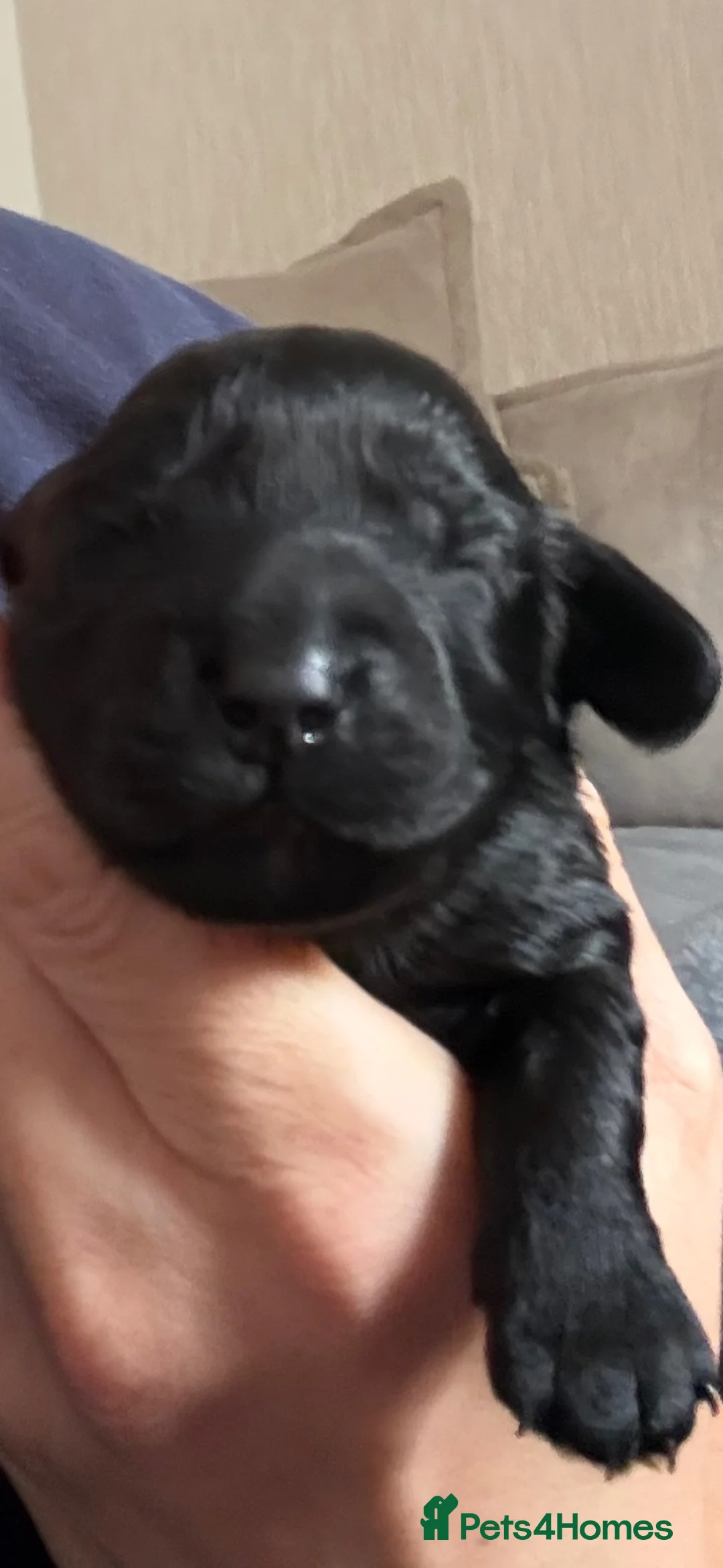 Cockapoo dogs for sale: Black girl Cockerpoo  - Advert 2