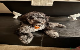 Miniature Poodle dogs for stud: Miniature Merle Poodle STUD  - Image 14