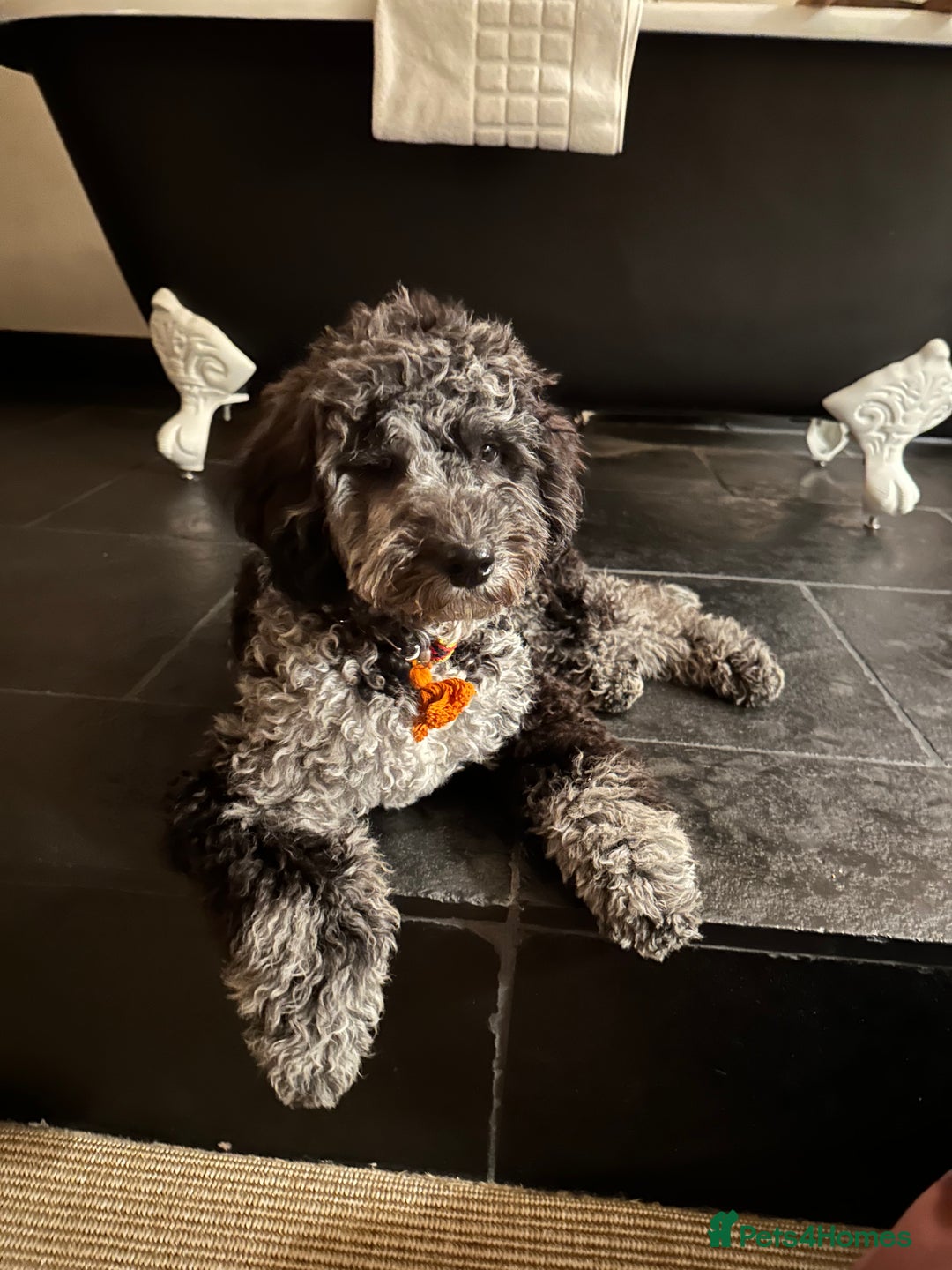 Miniature Poodle dogs for stud: Miniature Merle Poodle STUD  - Image 14