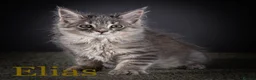 Maine Coon cats for sale: TICA-Registered Male Maine Coon Kittens - Advert 4