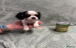 Cavalier King Charles Spaniel dogs for sale: Cavalier King Charles pups  - Image 7