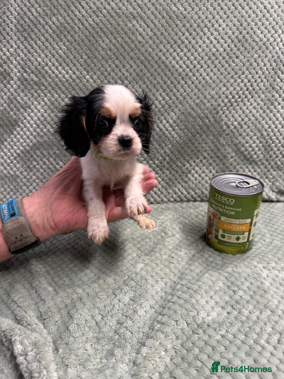 Cavalier King Charles Spaniel dogs for sale: Cavalier King Charles pups  - Image 7