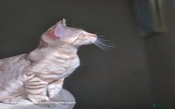 Bengal cats for sale: Clouded Mink Rosetted Bengal Girl - Image 7