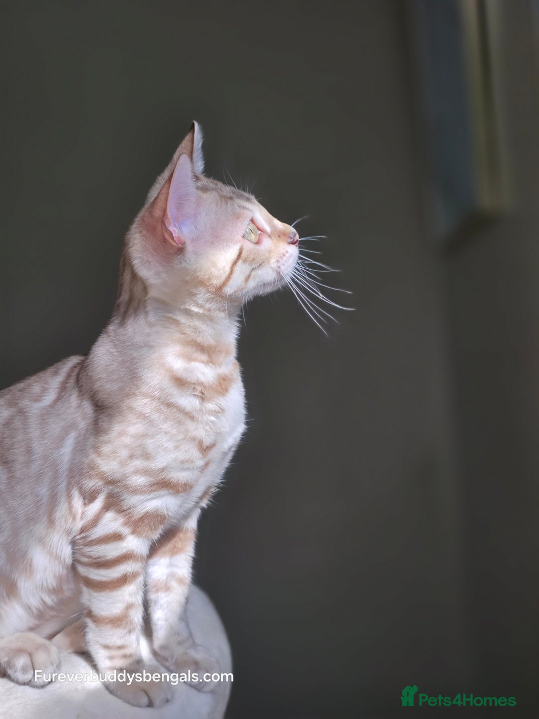 Bengal cats for sale: Clouded Mink Rosetted Bengal Girl - Image 7