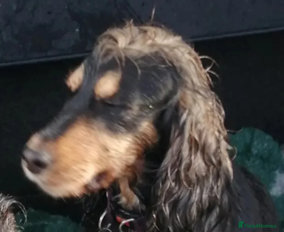 Cocker Spaniel dogs for sale: Cocker spaniel puooys - Advert 14