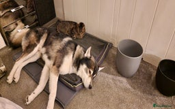 Huskita dogs for stud: Handsome Booboo in Stockport - Image 7