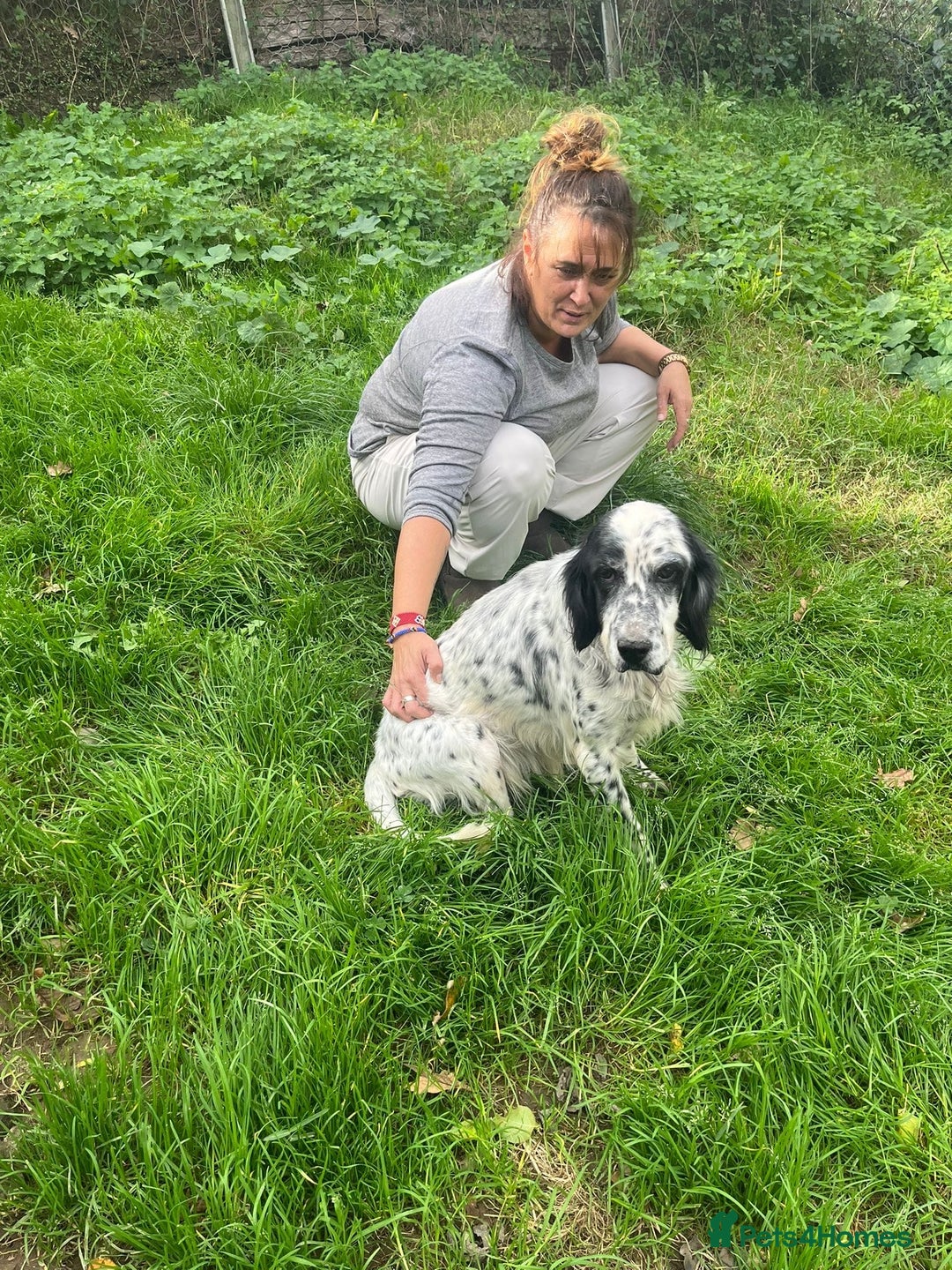 English Setter dogs for adoption: Mascotte - Advert 8