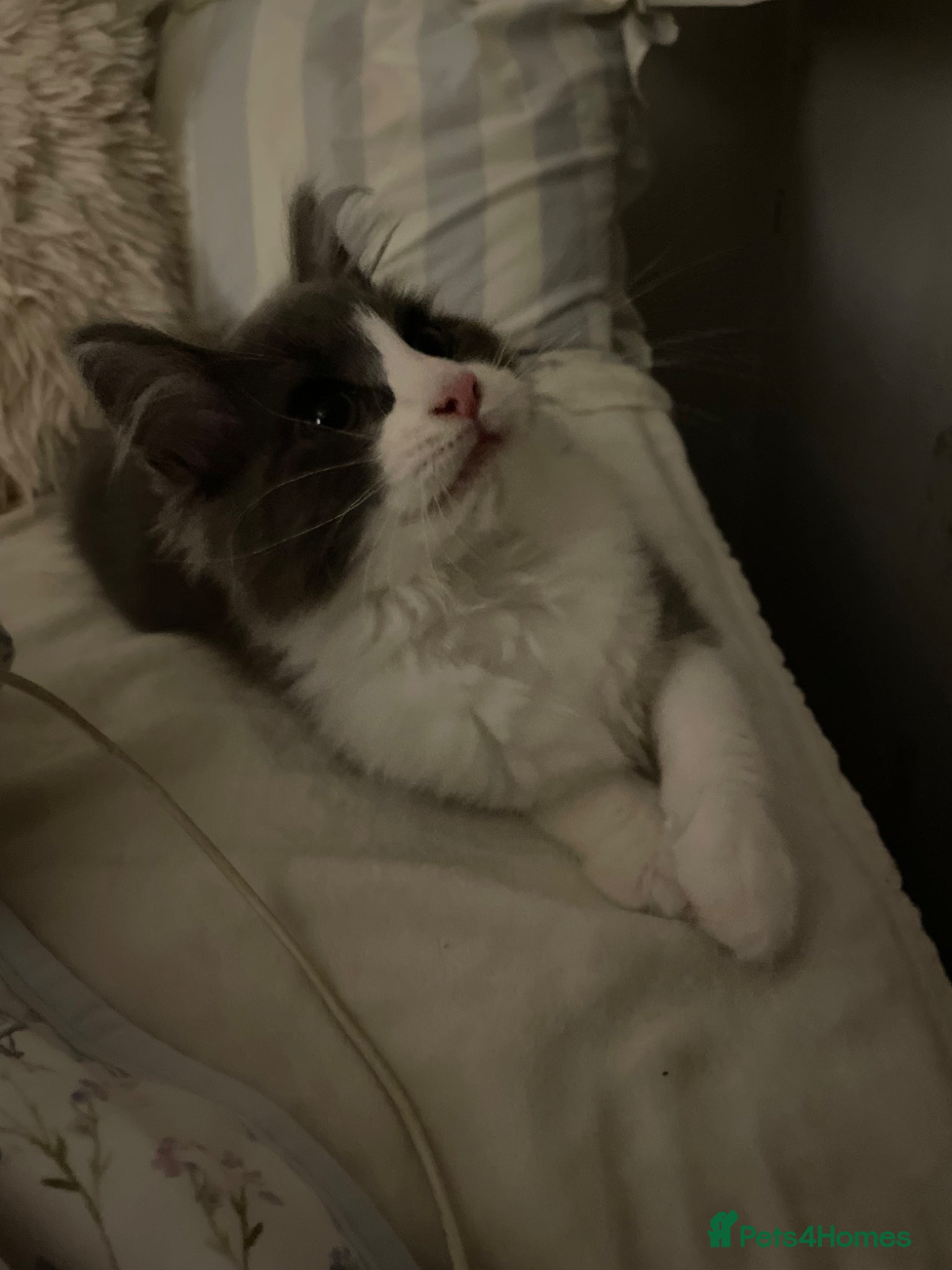 Maine Coon cats 💛ONLY ONE FEMALE Mainecoon/Ragdoll💛 - Advert 13