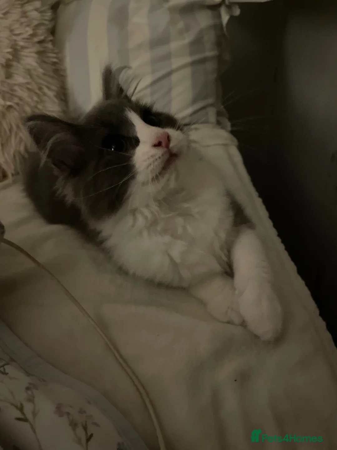 Maine Coon cats for sale: 💛ONLY ONE FEMALE Mainecoon/Ragdoll💛 - Advert 1