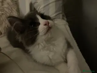 Maine Coon cats 💛ONLY ONE FEMALE Mainecoon/Ragdoll💛 - Advert 13