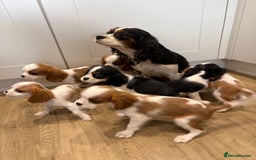 Cavalier King Charles Spaniel dogs for sale: Beautiful King Charles Cavalier puppies for sale  - Image 1