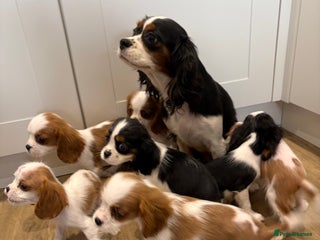 Cavalier King Charles Spaniel dogs for sale - Advert 1