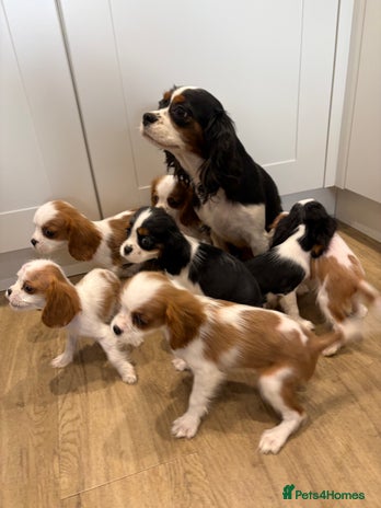 Cavalier King Charles Spaniel dogs - Advert 1