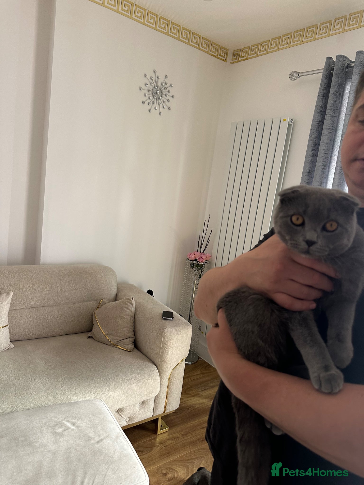 Scottish Fold cats for sale: Scottish fold - Advert 2
