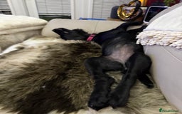 Sprocker dogs for sale: Sprocker 5 months old - Advert 7