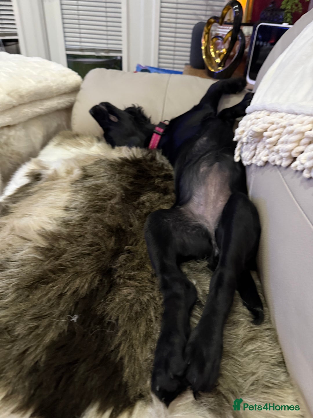 Sprocker dogs for sale: Sprocker 5 months old - Advert 7