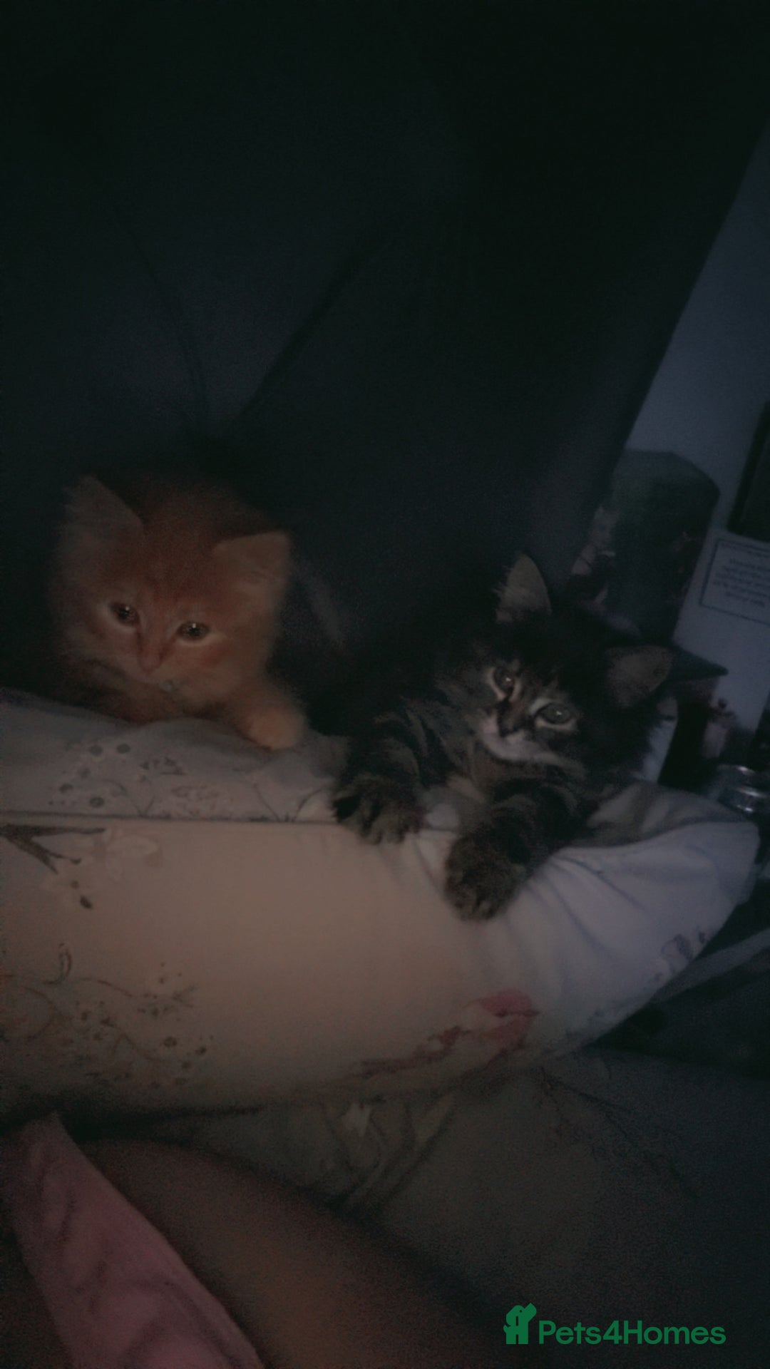 Mixed Breed cats for sale: 3 beautiful maincoon cross kittens  - Image 1