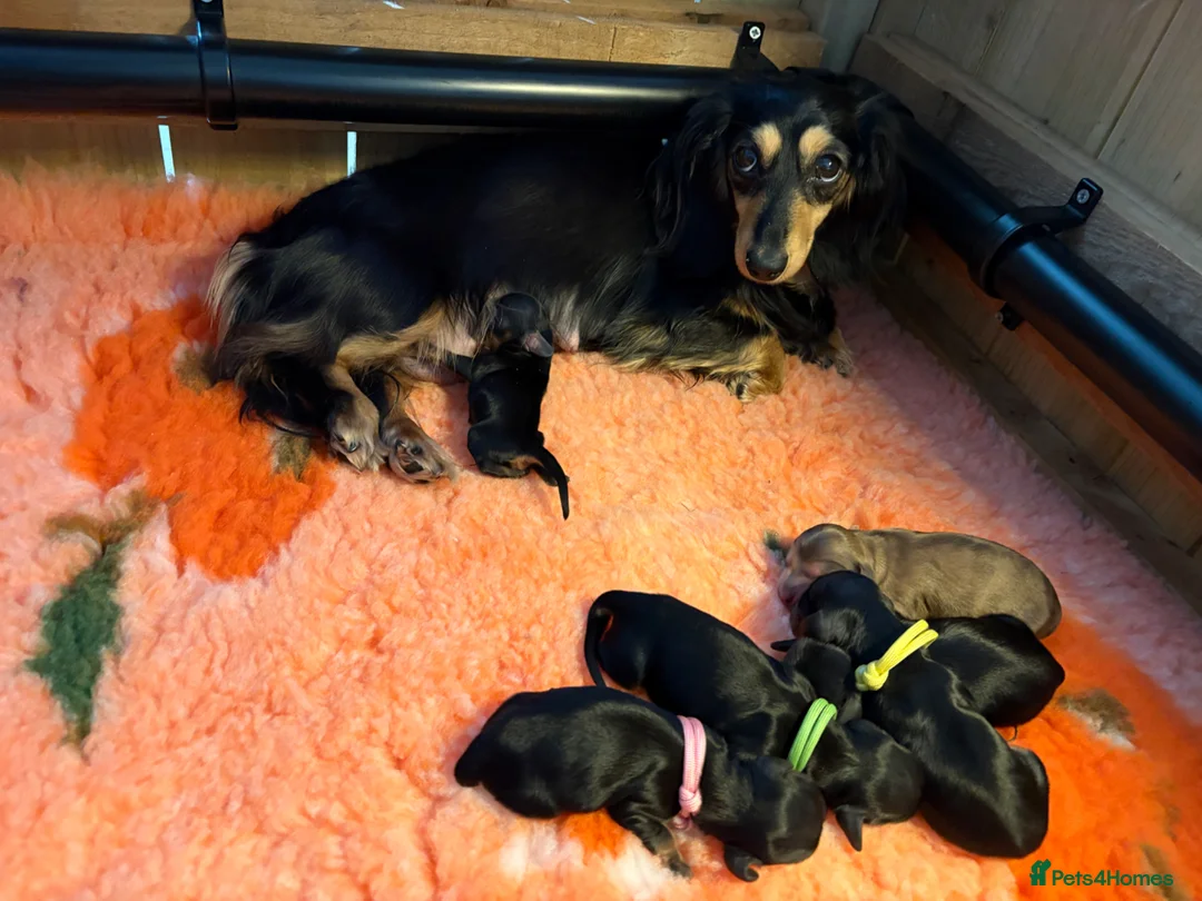 Miniature Dachshund dogs for sale: Miniature longhaired dachshunds PRA clear - Advert 2