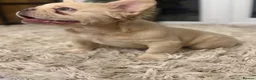 French Bulldog dogs for sale: VISUAL FLUFFY FRENCHIE CREAM HIGH DNA HEALTH TESTD - Advert 1