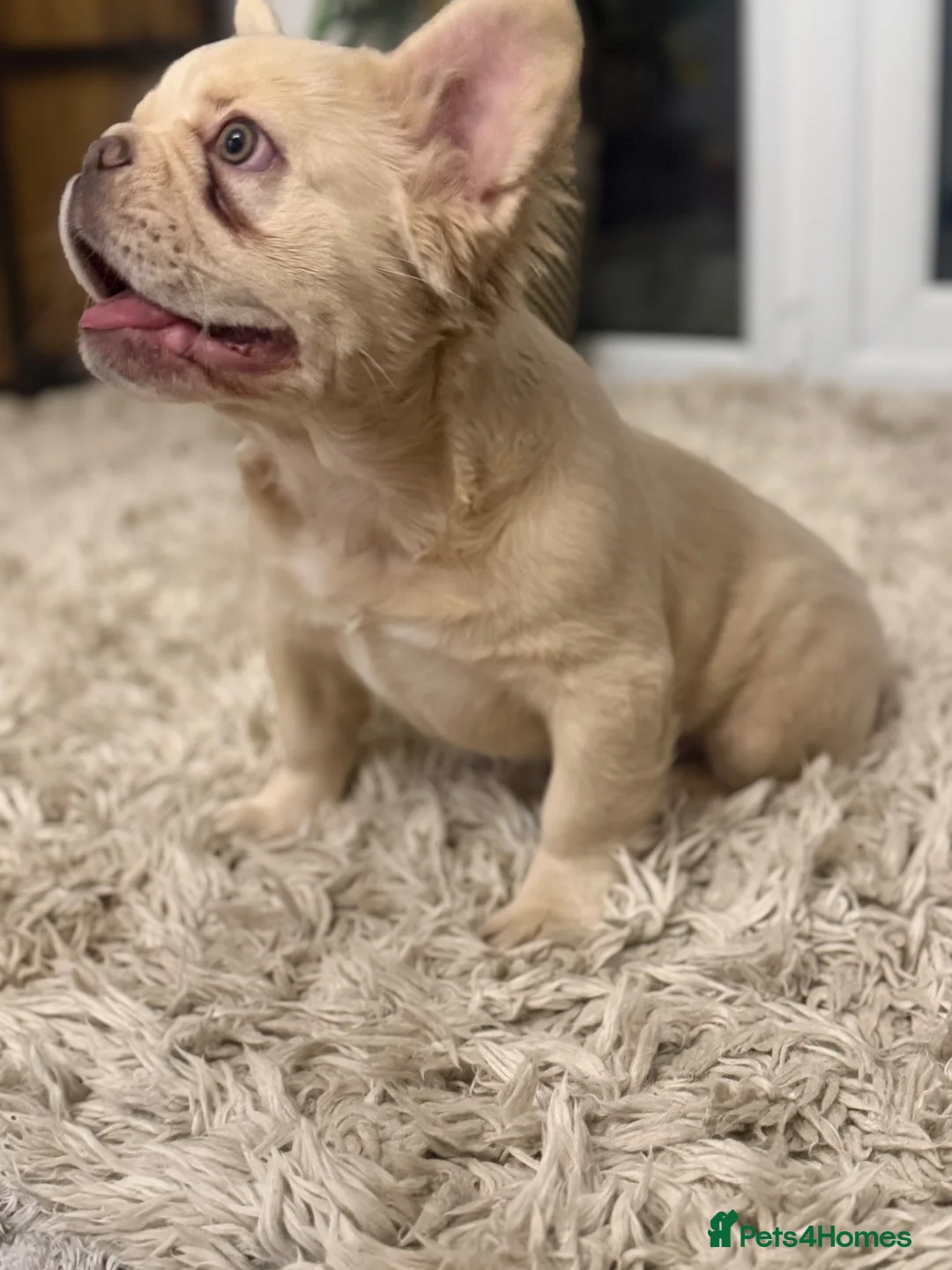 French Bulldog dogs for sale: VISUAL FLUFFY FRENCHIE CREAM HIGH DNA HEALTH TESTD - Advert 1