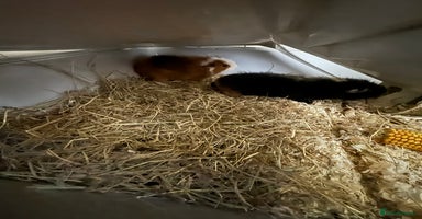 Guinea Pig rodents - Advert 3