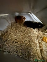 Guinea Pig rodents - Advert 4