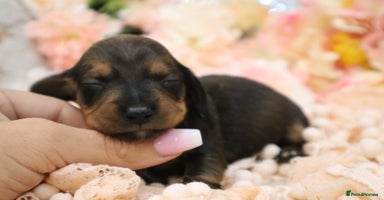 Miniature Dachshund dogs - Advert 4
