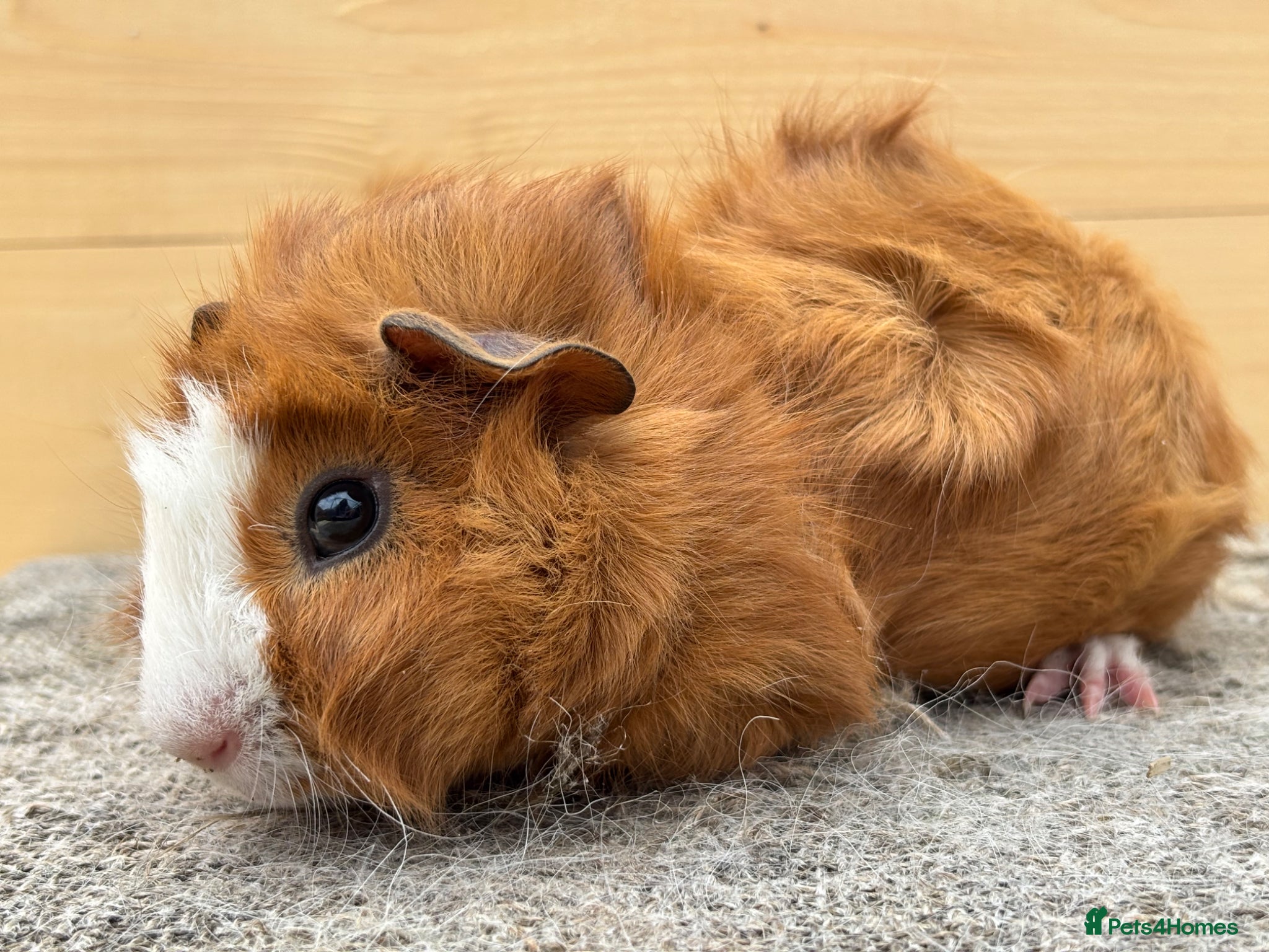 Guinea Pig rodents Swiss boars and Funky Boars  - Advert 18