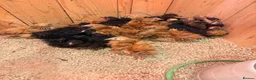 Chickens poultry for sale: Pekin bantams  in Waterlooville - Advert 1