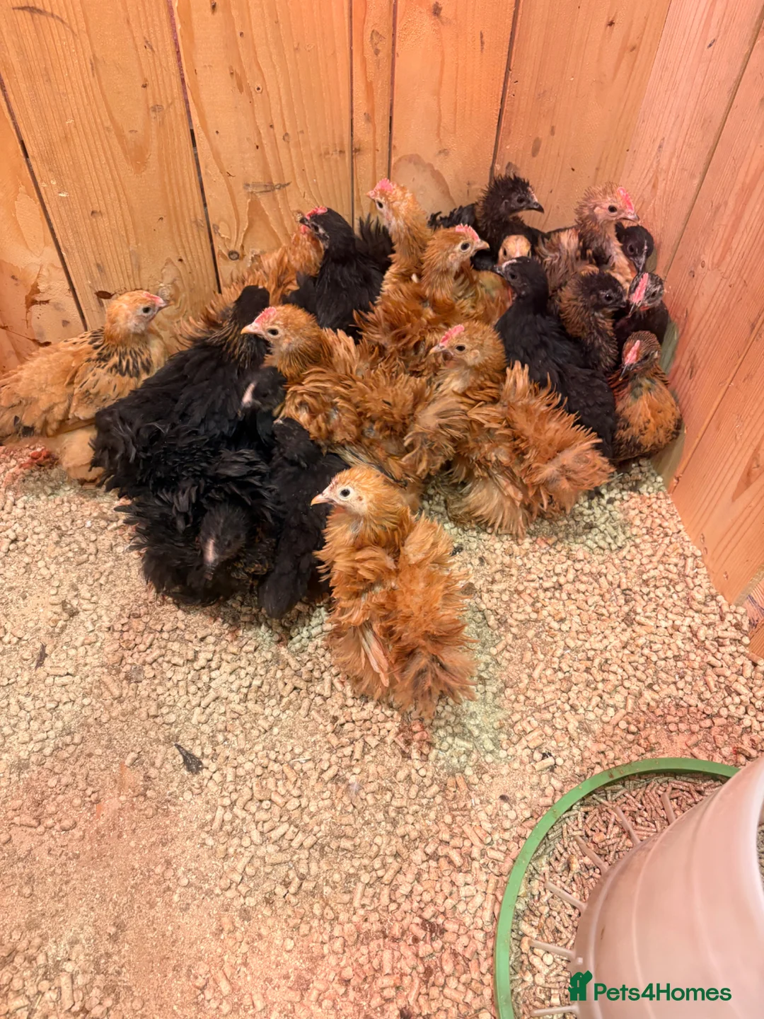 Chickens poultry for sale: Pekin bantams  in Waterlooville - Advert 1