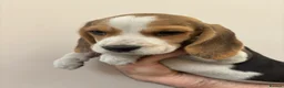 Beagle dogs for sale: KC registered Beagle puppies  - Advert 17
