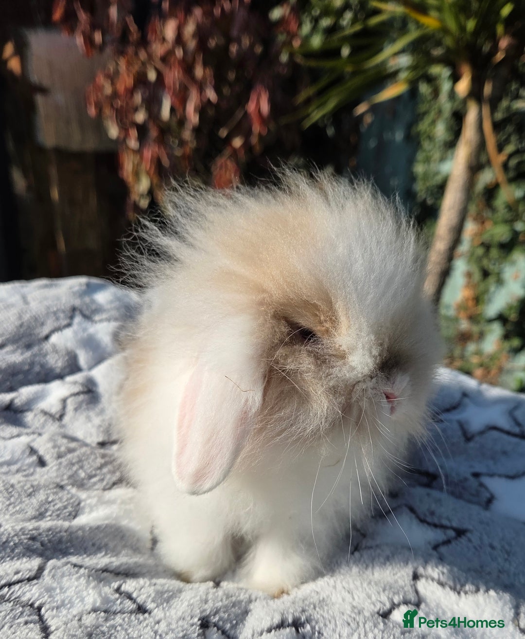 Mini Lion Lop rabbits for sale: Mini lop lops - Image 12