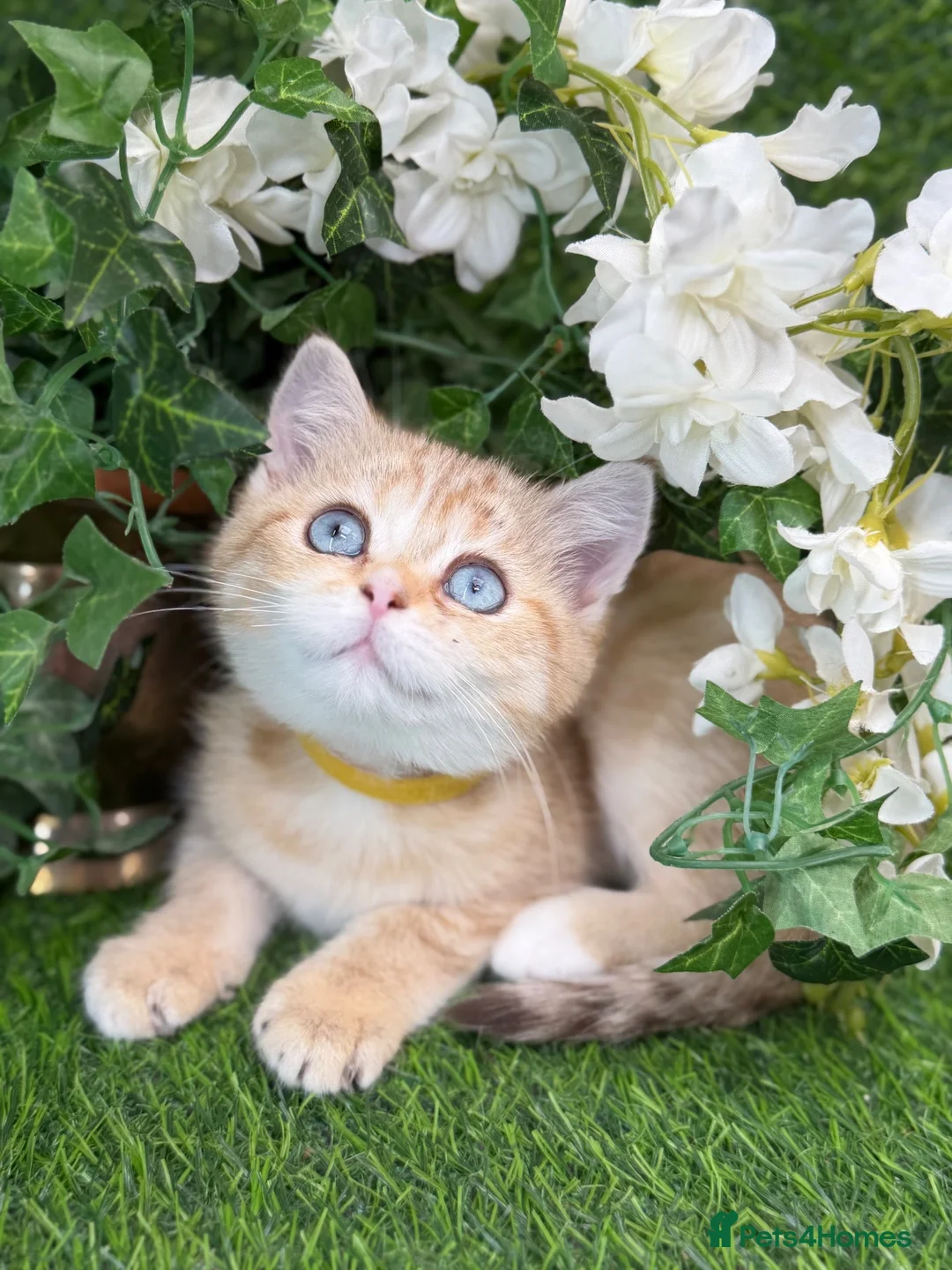 British Shorthair cats for sale: British Shorthair blue eyed adorable kittens GCCF  - Advert 2