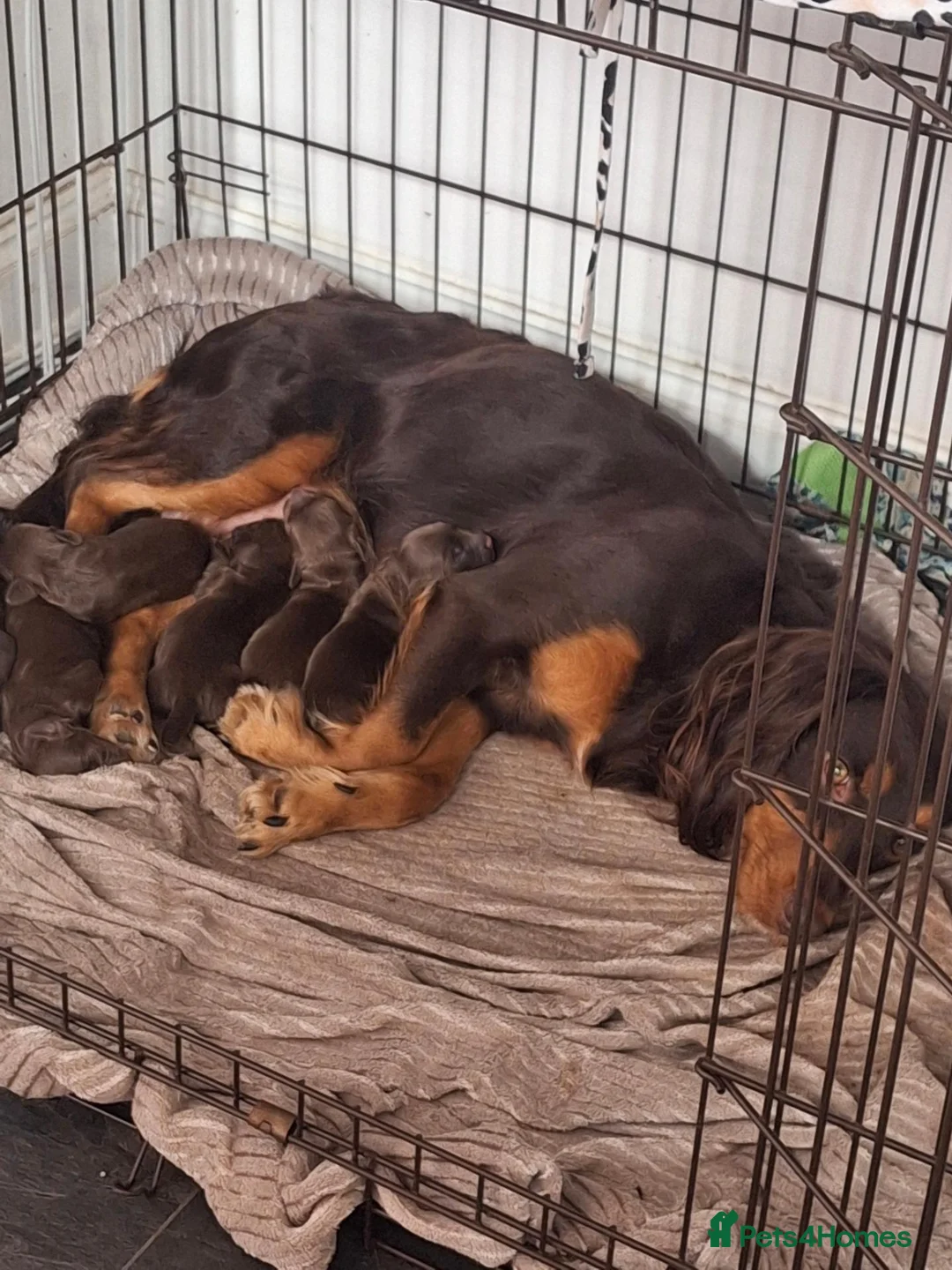 Cocker Spaniel dogs for sale: Cocker spaniel puppies ready now in Houghton le Spring - Advert 13