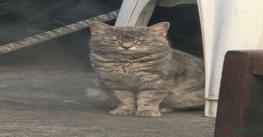 British Shorthair cats Rare ginger females. 1 male. British shorthair - Advert 4