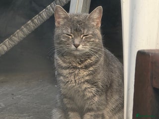 British Shorthair cats for sale: Rare ginger females. Adorable British shorthair - Advert 1