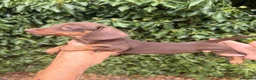 Miniature Dachshund dogs for sale: BEAUTIFUL K.C REGISTERED MINIATURE DACHSHUNDS  - Advert 3