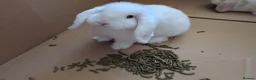 Mini Lop rabbits for sale: Beautiful blue-eyed Mini Lop sisters - Advert 10