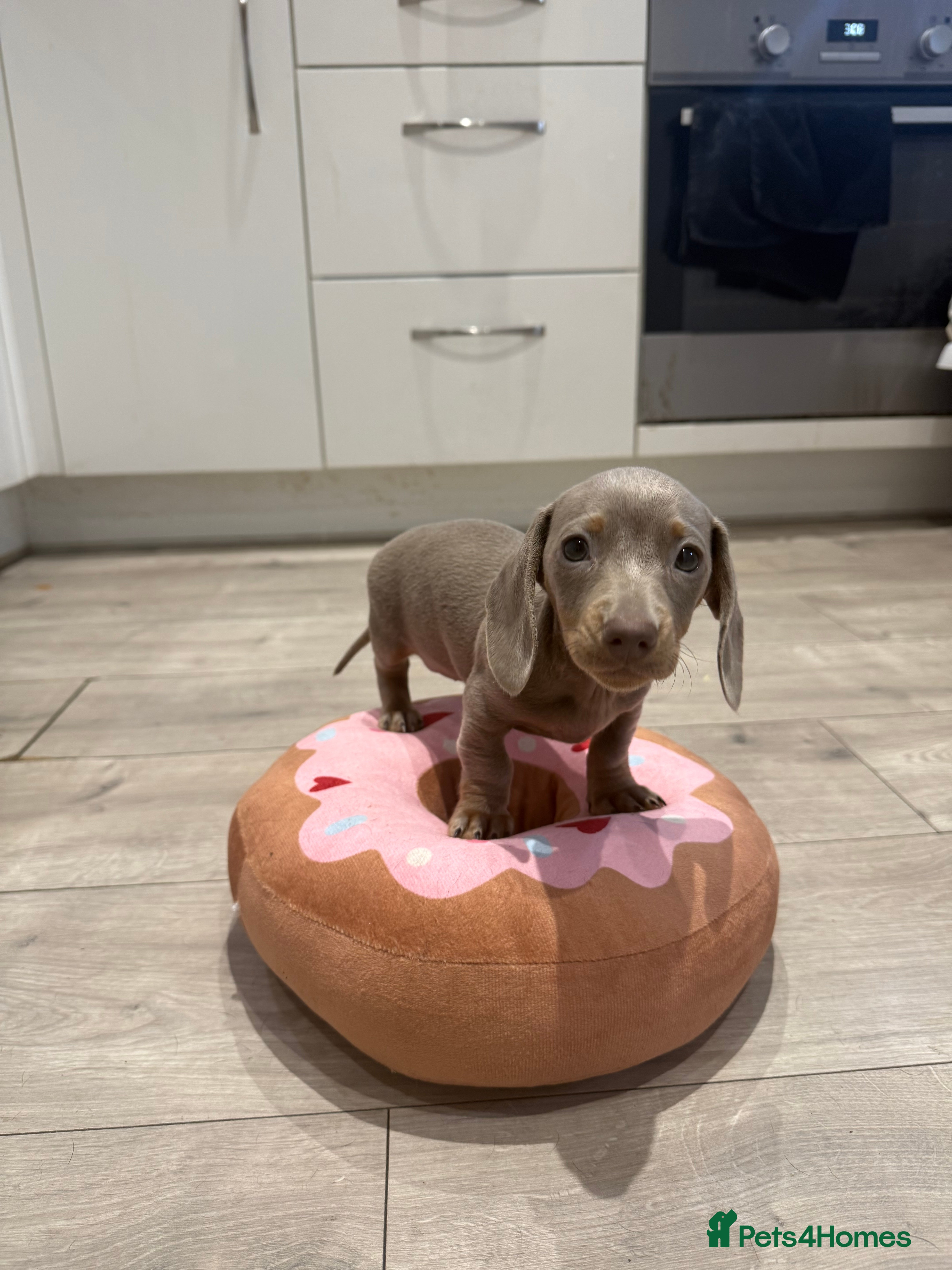 Miniature Dachshund dogs Miniature dachshund Isabella and tan - Advert 1