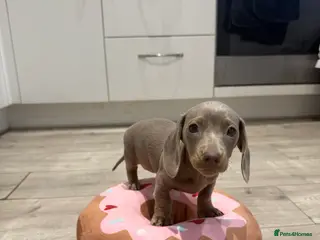 Miniature Dachshund dogs Miniature dachshund Isabella and tan - Advert 1
