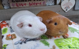 Guinea Pig rodents for sale: Two Female Guinea Pigs - Leeds area - Advert 2